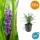 Glöckchentraube - Liliengras - Liriope muscari Moneymaker - 9cm Topf - Set mit 60 Pflanzen