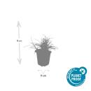 Ziergras - Weiße Hainsimse - Schnee-Marbel - Luzula nivea - 9cm Topf - Set mit 20 Pflanzen