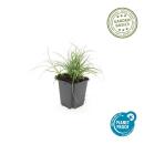 Ziergras - Weiße Hainsimse - Schnee-Marbel - Luzula nivea - 9cm Topf - Set mit 60 Pflanzen