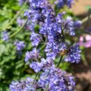 Catmint - Nepeta faassenii Six Hills Giant - easy-care perennial - 9cm pot - set of 12 plants
