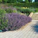 Catmint - Nepeta faassenii Six Hills Giant - easy-care perennial - 9cm pot - set of 12 plants