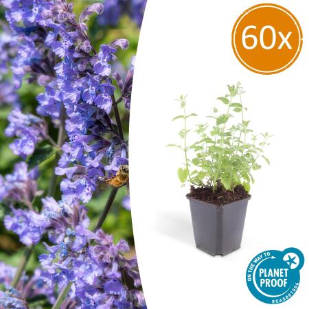 Herbe à chat - Nepeta faassenii Six Hills Giant - Plante vivace facile dentretien - pot de 9cm - Set de 60 plantes