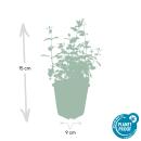 Herbe à chat - Nepeta faassenii Six Hills Giant - Plante vivace facile dentretien - pot de 9cm - Set de 60 plantes