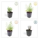 Herbe à chat - Nepeta faassenii Six Hills Giant - Plante vivace facile dentretien - pot de 9cm - Set de 60 plantes