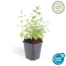 Herbe à chat - Nepeta faassenii Six Hills Giant - Plante vivace facile dentretien - pot de 9cm - Set de 60 plantes