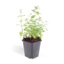 Herbe à chat - Nepeta faassenii Six Hills Giant - Plante vivace facile dentretien - pot de 9cm - Set de 60 plantes