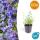 Herbe à chat - Nepeta faassenii Six Hills Giant - Plante vivace facile dentretien - pot de 9cm - Set de 60 plantes