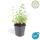 Herbe à chat - Nepeta faassenii Six Hills Giant - Plante vivace facile dentretien - pot de 9cm - Set de 60 plantes