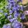 Herbe à chat - Nepeta faassenii Six Hills Giant - Plante vivace facile dentretien - pot de 9cm - Set de 60 plantes