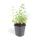 Herbe à chat - Nepeta faassenii Six Hills Giant - Plante vivace facile dentretien - pot de 9cm - Set de 60 plantes