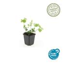 Bodendecker - Großblättriges Immergrün - Vinca major - 9cm Topf - Set mit 6 Pflanzen