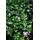 Bodendecker - Großblättriges Immergrün - Vinca major - 9cm Topf - Set mit 6 Pflanzen