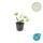 Bodendecker - Großblättriges Immergrün - Vinca major - 9cm Topf - Set mit 6 Pflanzen