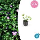 Bodendecker - Großblättriges Immergrün - Vinca major - 9cm Topf - Set mit 20 Pflanzen