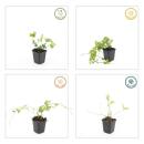 Bodendecker - Großblättriges Immergrün - Vinca major - 9cm Topf - Set mit 20 Pflanzen