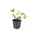 Bodendecker - Großblättriges Immergrün - Vinca major - 9cm Topf - Set mit 20 Pflanzen