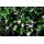 Bodendecker - Großblättriges Immergrün - Vinca major - 9cm Topf - Set mit 20 Pflanzen