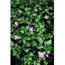 Bodendecker - Großblättriges Immergrün - Vinca major - 9cm Topf - Set mit 60 Pflanzen