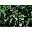 Bodendecker - Großblättriges Immergrün - Vinca major - 9cm Topf - Set mit 60 Pflanzen