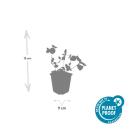 Bodendecker - Großblättriges Immergrün - Vinca major - 9cm Topf - Set mit 60 Pflanzen
