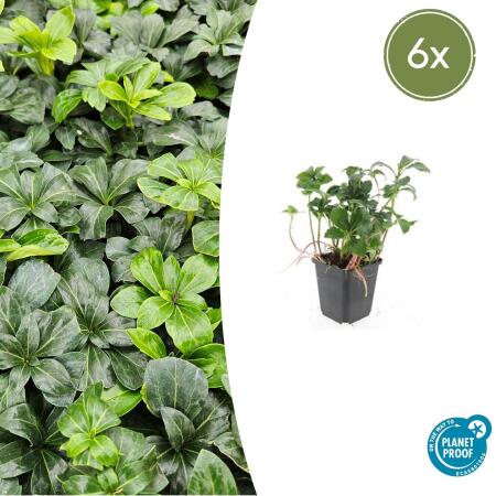 Bodendecker - Schattengrün - Dickmännchen - Pachysandra Green Sheen - 9cm Topf - Set mit 6 Pflanzen