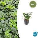 Bodendecker - Schattengrün - Dickmännchen - Pachysandra Green Sheen - 9cm Topf - Set mit 6 Pflanzen