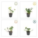 Bodendecker - Schattengrün - Dickmännchen - Pachysandra Green Sheen - 9cm Topf - Set mit 6 Pflanzen