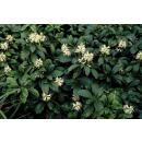 Bodendecker - Schattengrün - Dickmännchen - Pachysandra Green Sheen - 9cm Topf - Set mit 6 Pflanzen