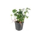 Bodendecker - Schattengrün - Dickmännchen - Pachysandra Green Sheen - 9cm Topf - Set mit 6 Pflanzen