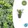 Bodendecker - Schattengrün - Dickmännchen - Pachysandra Green Sheen - 9cm Topf - Set mit 6 Pflanzen