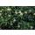 Bodendecker - Schattengrün - Dickmännchen - Pachysandra Green Sheen - 9cm Topf - Set mit 6 Pflanzen