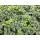 Bodendecker - Schattengrün - Dickmännchen - Pachysandra Green Sheen - 9cm Topf - Set mit 6 Pflanzen