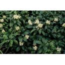 Bodendecker - Schattengrün - Dickmännchen - Pachysandra Green Sheen - 9cm Topf - Set mit 12 Pflanzen