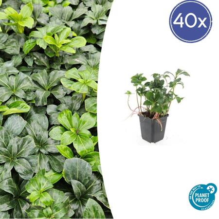 Bodendecker - Schattengrün - Dickmännchen - Pachysandra Green Sheen - 9cm Topf - Set mit 40 Pflanzen