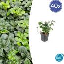 Bodendecker - Schattengrün - Dickmännchen - Pachysandra Green Sheen - 9cm Topf - Set mit 40 Pflanzen