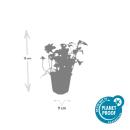 Bodendecker - Schattengrün - Dickmännchen - Pachysandra Green Sheen - 9cm Topf - Set mit 40 Pflanzen