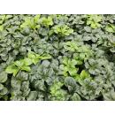 Bodendecker - Schattengrün - Dickmännchen - Pachysandra Green Sheen - 9cm Topf - Set mit 40 Pflanzen