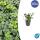 Bodendecker - Schattengrün - Dickmännchen - Pachysandra Green Sheen - 9cm Topf - Set mit 40 Pflanzen