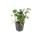 Bodendecker - Schattengrün - Dickmännchen - Pachysandra Green Sheen - 9cm Topf - Set mit 60 Pflanzen