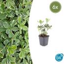 Bodendecker - Weissbuntes Schattengrün - Pachysandra terminalis Variegata - 9cm Topf - Set mit 6 Pflanzen