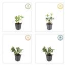 Bodendecker - Weissbuntes Schattengrün - Pachysandra terminalis Variegata - 9cm Topf - Set mit 6 Pflanzen