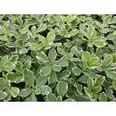 Bodendecker - Weissbuntes Schattengrün - Pachysandra terminalis Variegata - 9cm Topf - Set mit 6 Pflanzen