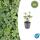 Bodendecker - Weissbuntes Schattengrün - Pachysandra terminalis Variegata - 9cm Topf - Set mit 6 Pflanzen