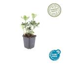 Bodendecker - Weissbuntes Schattengrün - Pachysandra terminalis Variegata - 9cm Topf - Set mit 12 Pflanzen