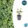 Bodendecker - Weissbuntes Schattengrün - Pachysandra terminalis Variegata - 9cm Topf - Set mit 12 Pflanzen