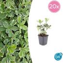 Bodendecker - Weissbuntes Schattengrün - Pachysandra terminalis Variegata - 9cm Topf - Set mit 20 Pflanzen