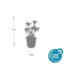 Bodendecker - Weissbuntes Schattengrün - Pachysandra terminalis Variegata - 9cm Topf - Set mit 20 Pflanzen