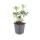 Bodendecker - Weissbuntes Schattengrün - Pachysandra terminalis Variegata - 9cm Topf - Set mit 20 Pflanzen