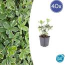Bodendecker - Weissbuntes Schattengrün - Pachysandra terminalis Variegata - 9cm Topf - Set mit 40 Pflanzen
