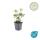 Bodendecker - Weissbuntes Schattengrün - Pachysandra terminalis Variegata - 9cm Topf - Set mit 40 Pflanzen